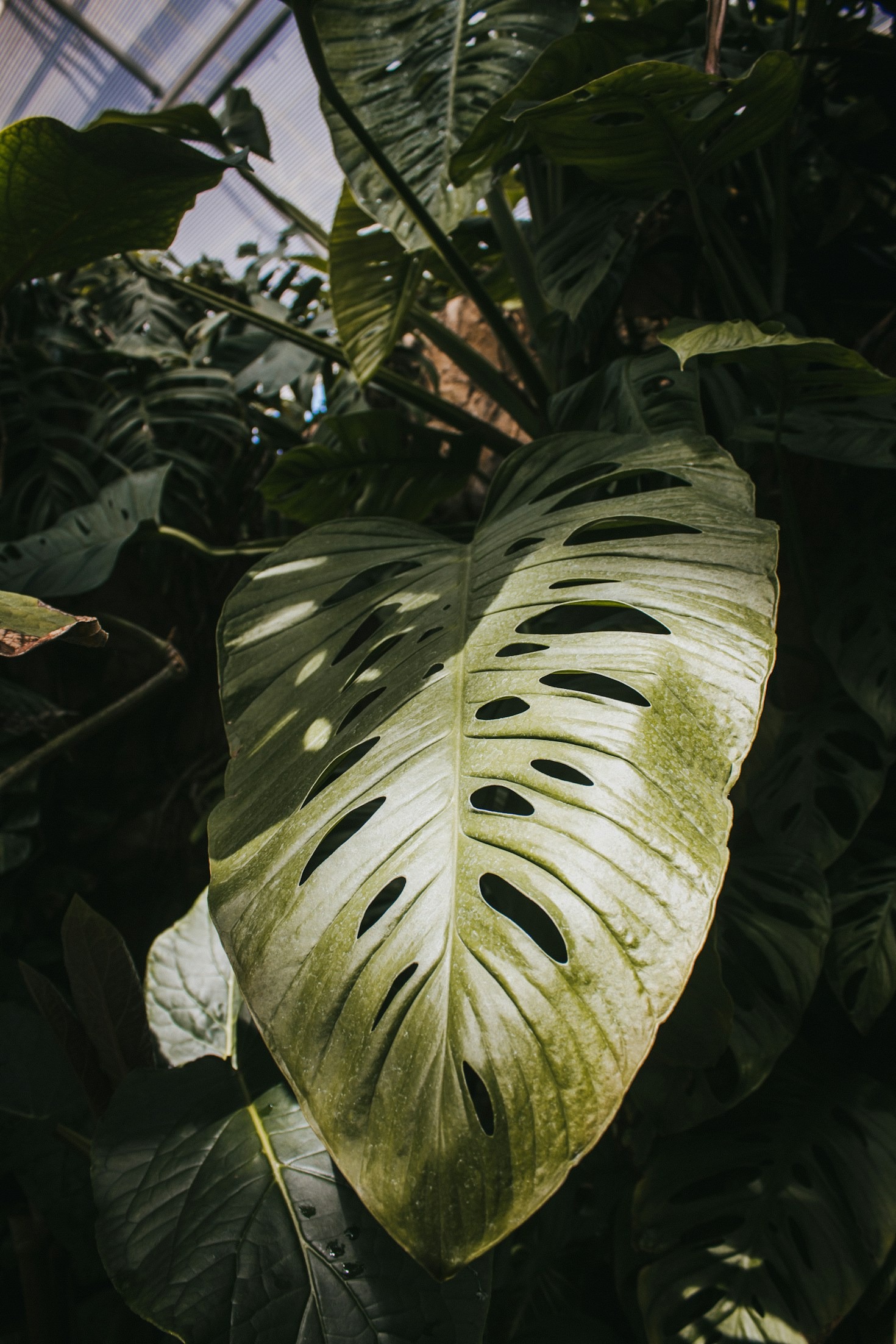 Why Your Plant Leaves Are Turning Yellow