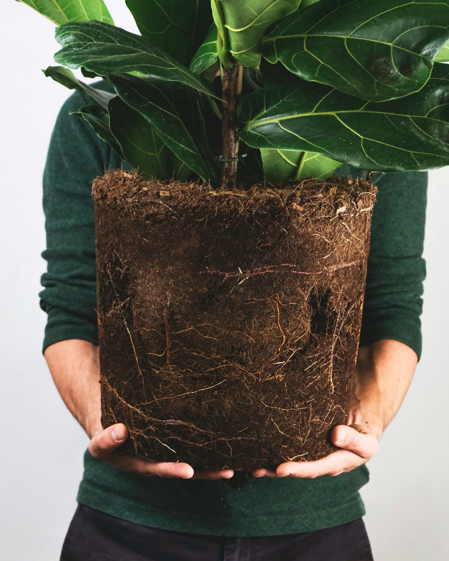 The Benefits Of Professional Plant Rehab Services