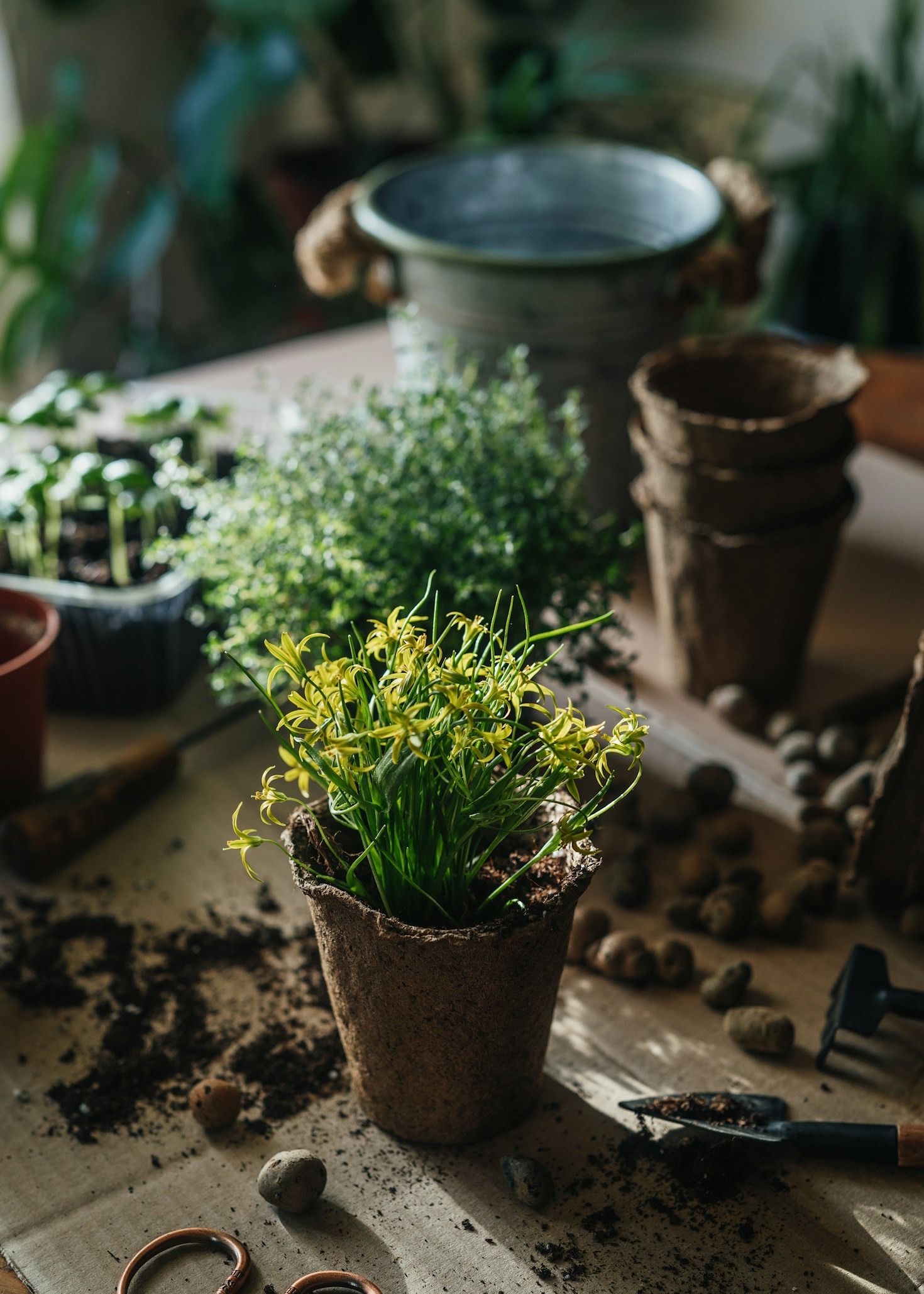 Understanding Root Rot And Recovery Techniques