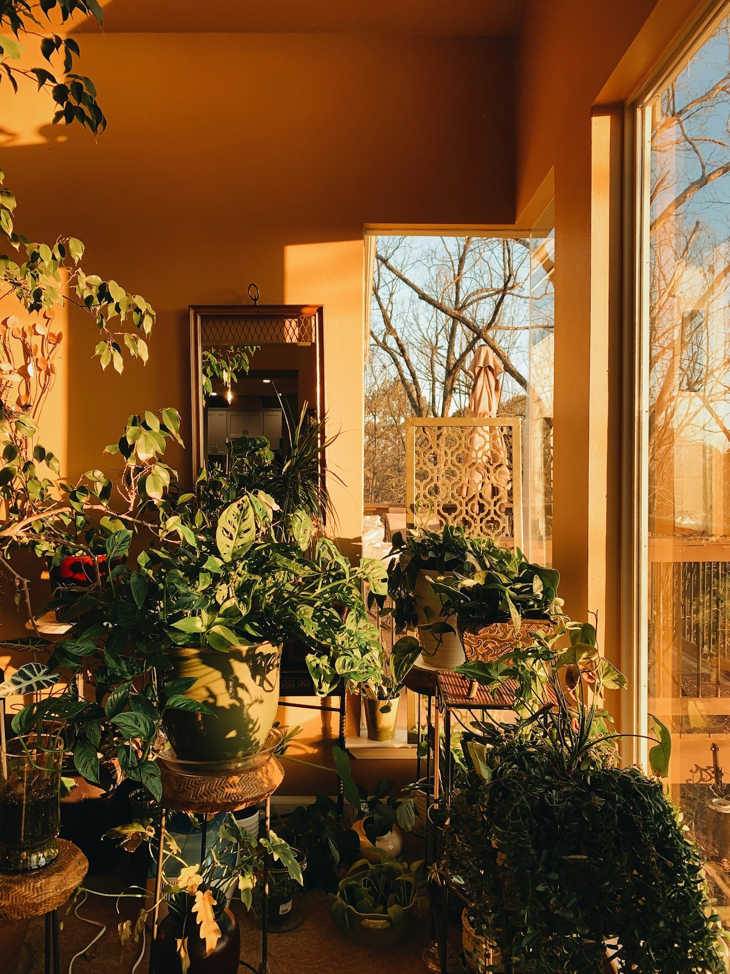 How To Successfully Adopt A Rescue Plant