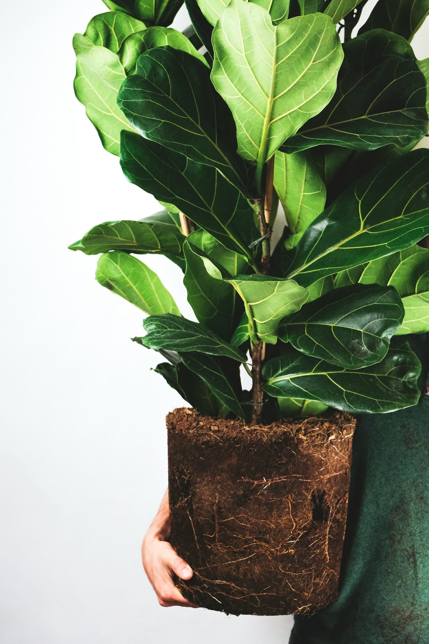 Preparing Your Indoor Garden For Vacation Season