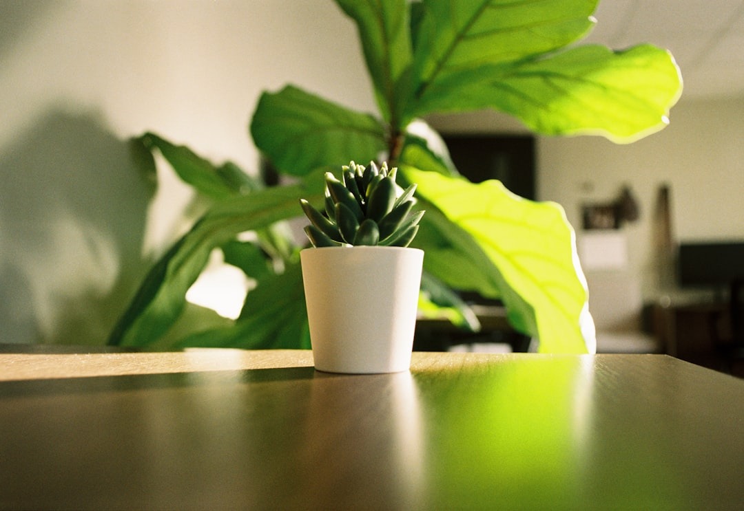 Small green succulent in a white pot on a wooden table.