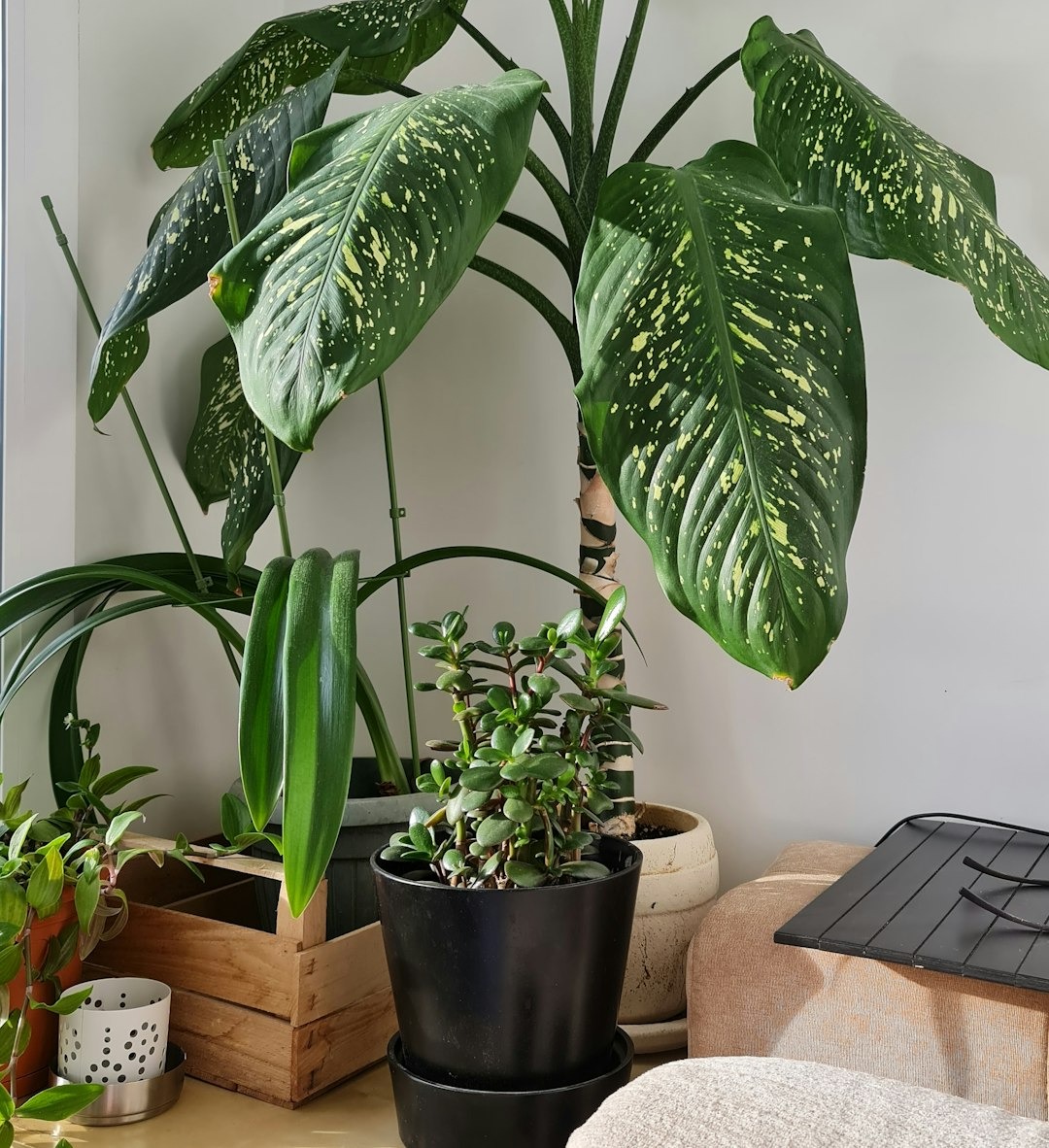 Potted houseplants displayed on a table against a wall.